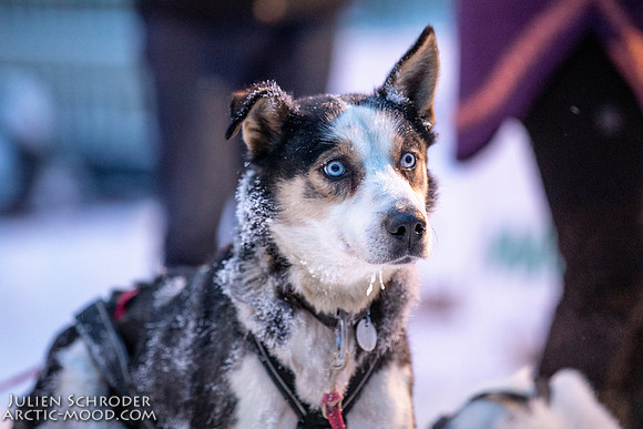 Dawson-YukonQuest2019-JSchroder_20190205_D4_4501