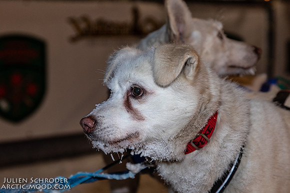 untitled-YukonQuest2019-JSchroder_20190206_D4_4829