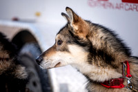 Ceremonial-Iditarod2019-JSchroder_20190302_D4_1326