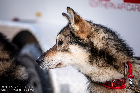 Ceremonial-Iditarod2019-JSchroder_20190302_D4_1326