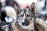 Ceremonial-Iditarod2019-JSchroder_20190302_D4_1146