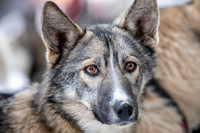 Ceremonial-Iditarod2019-JSchroder_20190302_D4_1147