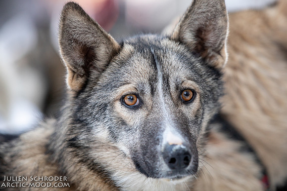Ceremonial-Iditarod2019-JSchroder_20190302_D4_1147
