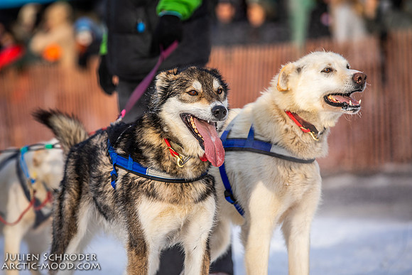 Ceremonial-Iditarod2019-JSchroder_20190302_D4_1875