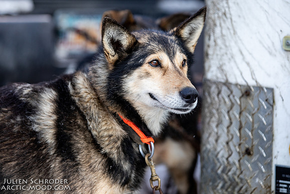 Ceremonial-Iditarod2019-JSchroder_20190302_D4_1388
