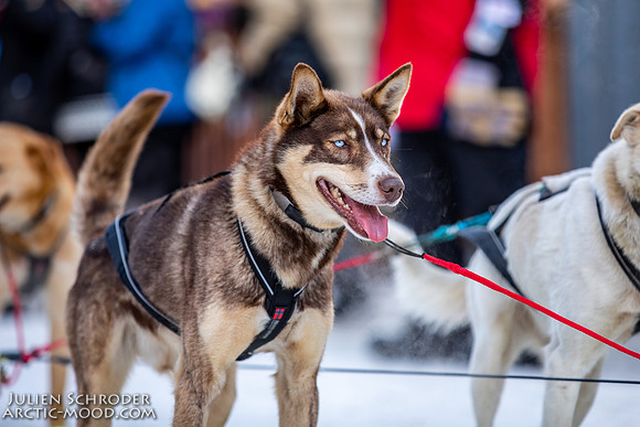 Ceremonial-Iditarod2019-JSchroder_20190302_D4_1673