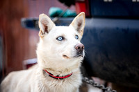 Ceremonial-Iditarod2019-JSchroder_20190302_D4_1218