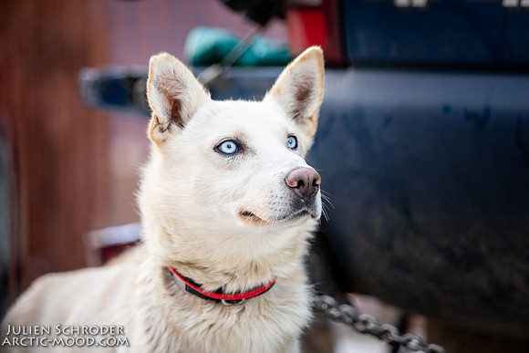 Ceremonial-Iditarod2019-JSchroder_20190302_D4_1218