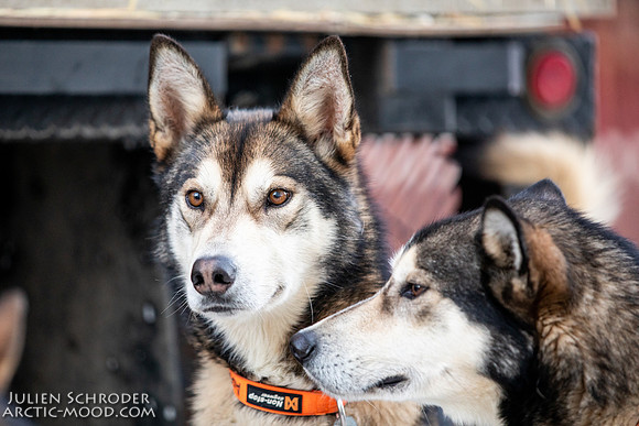 Ceremonial-Iditarod2019-JSchroder_20190302_D4_1155