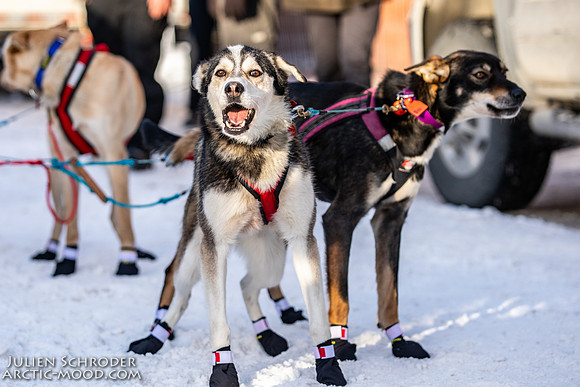 Ceremonial-Iditarod2019-JSchroder_20190302_D4_1586