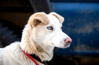Ceremonial-Iditarod2019-JSchroder_20190302_D4_1213