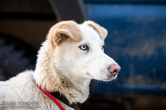 Ceremonial-Iditarod2019-JSchroder_20190302_D4_1213