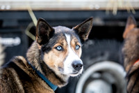 Ceremonial-Iditarod2019-JSchroder_20190302_D4_1164