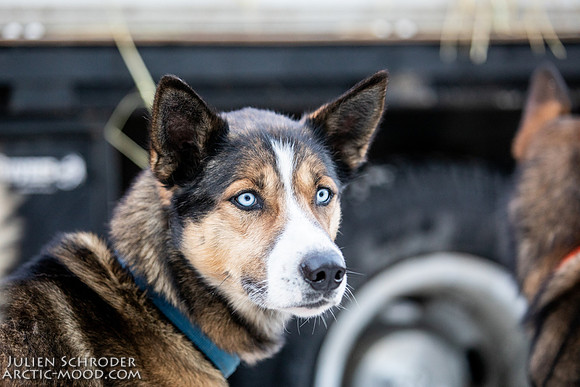 Ceremonial-Iditarod2019-JSchroder_20190302_D4_1164