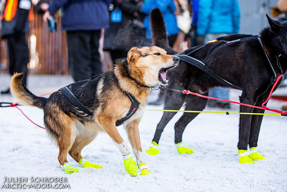 Ceremonial-Iditarod2019-JSchroder_20190302_D4_1681