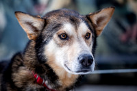 Ceremonial-Iditarod2019-JSchroder_20190302_D4_1363