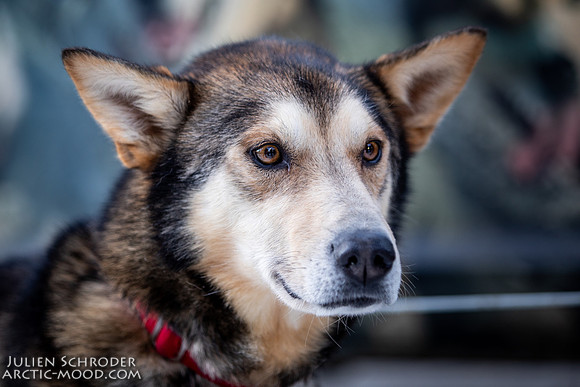 Ceremonial-Iditarod2019-JSchroder_20190302_D4_1363
