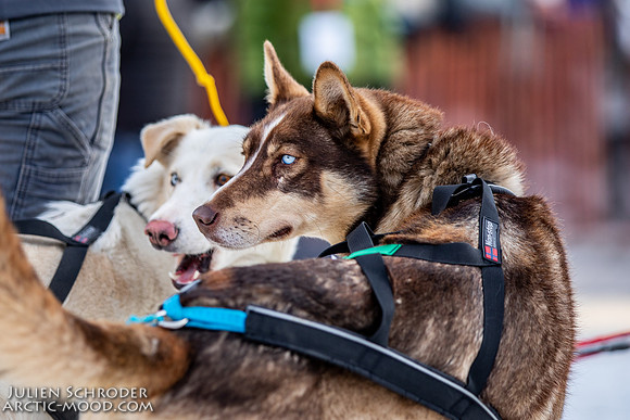 Ceremonial-Iditarod2019-JSchroder_20190302_D4_1650