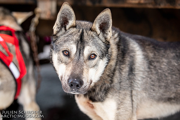 Ceremonial-Iditarod2019-JSchroder_20190302_D4_1423-Edit