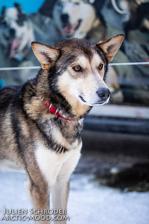 Ceremonial-Iditarod2019-JSchroder_20190302_D4_1368