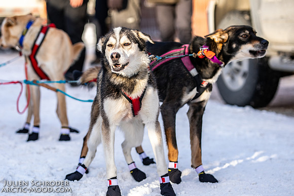 Ceremonial-Iditarod2019-JSchroder_20190302_D4_1585