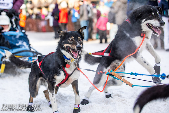Ceremonial-Iditarod2019-JSchroder_20190302_D4_1822
