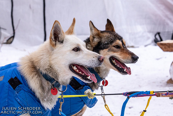 Rohn-Iditarod2019-JSchroder_20190305_D4_4582