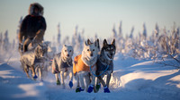 5_Circle_YukonQuest2018_untitled_YukonQuest2018_14743_JSchroder-2
