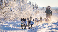 4_Central_YukonQuest2018_untitled_YukonQuest2018_15194_JSchroder-2