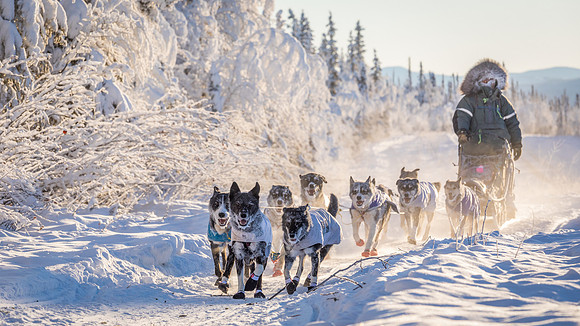 4_Central_YukonQuest2018_untitled_YukonQuest2018_15194_JSchroder-2