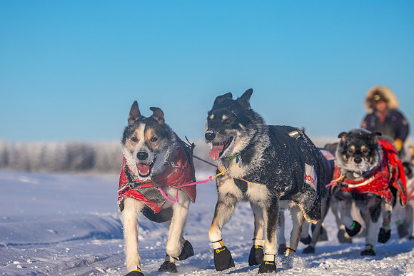 5_Circle_YukonQuest2018_untitled_YukonQuest2018_15141_JSchroder-2