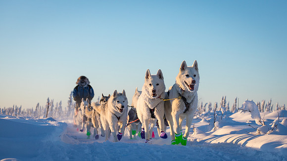 5_Circle_YukonQuest2018_untitled_YukonQuest2018_14765_JSchroder-2