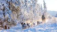 4_Central_YukonQuest2018_untitled_YukonQuest2018_15170_JSchroder-2
