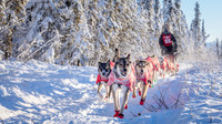 4_Central_YukonQuest2018_untitled_YukonQuest2018_15215_JSchroder-2