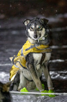 Pelly-YukonQuest2019-JSchroder_20190204_D4_2996