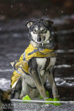 Pelly-YukonQuest2019-JSchroder_20190204_D4_2996