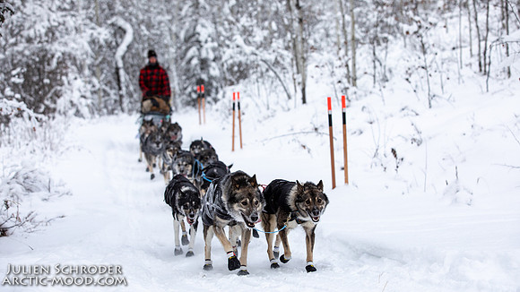 PellyCrossing-YukonQuest2019-JSchroder_20190204_D4_3183
