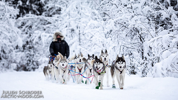 PellyCrossing-YukonQuest2019-JSchroder_20190204_D4_3360