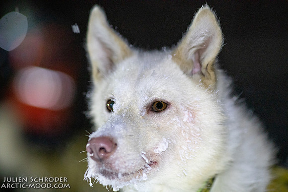 Pelly-YukonQuest2019-JSchroder_20190204_D4_2955