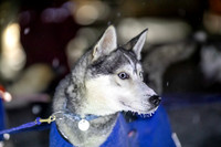 Pelly-YukonQuest2019-JSchroder_20190204_D4_2904