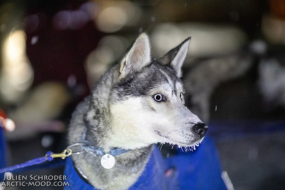 Pelly-YukonQuest2019-JSchroder_20190204_D4_2904