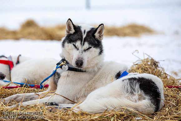 PellyCrossing-YukonQuest2019-JSchroder_20190204_D4_3393
