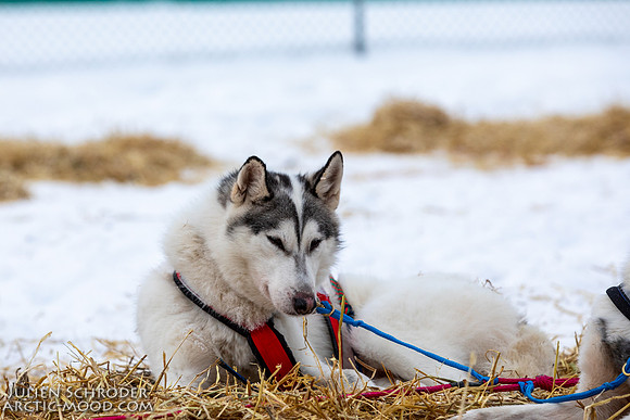 PellyCrossing-YukonQuest2019-JSchroder_20190204_D4_3385