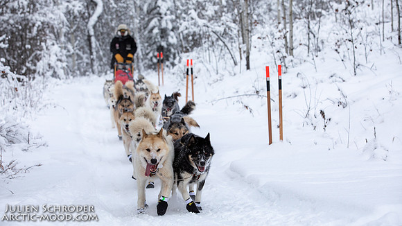 PellyCrossing-YukonQuest2019-JSchroder_20190204_D4_3154