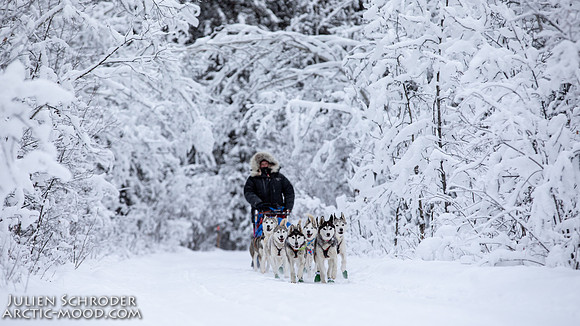 PellyCrossing-YukonQuest2019-JSchroder_20190204_D4_3355