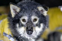 Pelly-YukonQuest2019-JSchroder_20190204_D4_2964