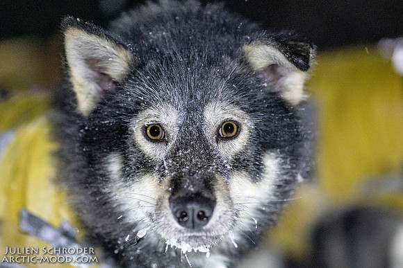 Pelly-YukonQuest2019-JSchroder_20190204_D4_2964