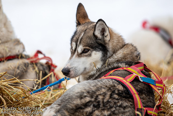 PellyCrossing-YukonQuest2019-JSchroder_20190204_D4_3380
