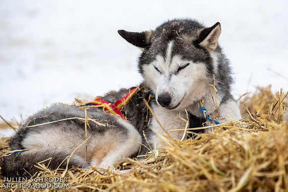 PellyCrossing-YukonQuest2019-JSchroder_20190204_D4_3390