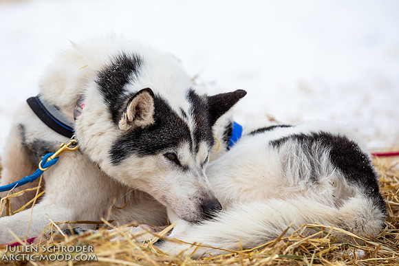 PellyCrossing-YukonQuest2019-JSchroder_20190204_D4_3384